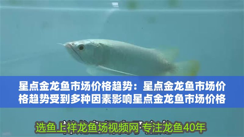 星點金龍魚市場價格趨勢:星點金龍魚市場價格趨勢受到多種因素影響星點金龍魚市場價格趨勢 金龍魚百科 第2張 星點金龍魚市場價格趨勢:星點金龍魚市場價格趨勢受到多種因素影響星點金龍魚市場價格趨勢 星點金龍魚市場價格趨勢:星點金龍魚市場價格趨勢受到多種因素影響星點金龍魚市場價格趨勢 金龍魚百科 第2張