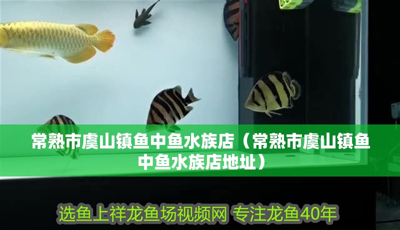 常熟市虞山鎮(zhèn)魚中魚水族店（常熟市虞山鎮(zhèn)魚中魚水族店地址） 常熟市虞山鎮(zhèn)魚中魚水族店（常熟市虞山鎮(zhèn)魚中魚水族店地址） 全國水族館企業(yè)名錄 第2張