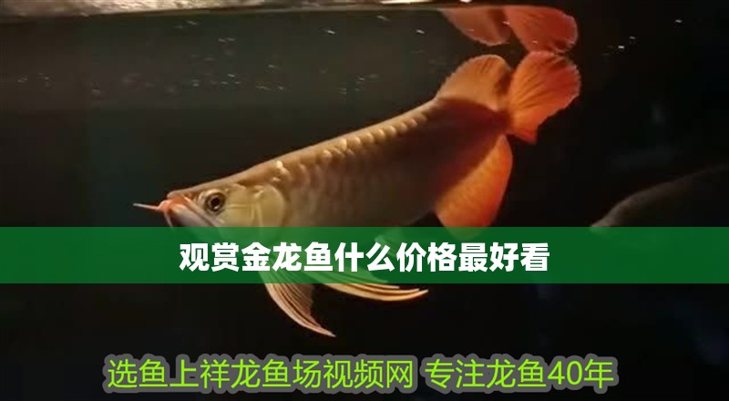 觀賞金龍魚什么價格最好看