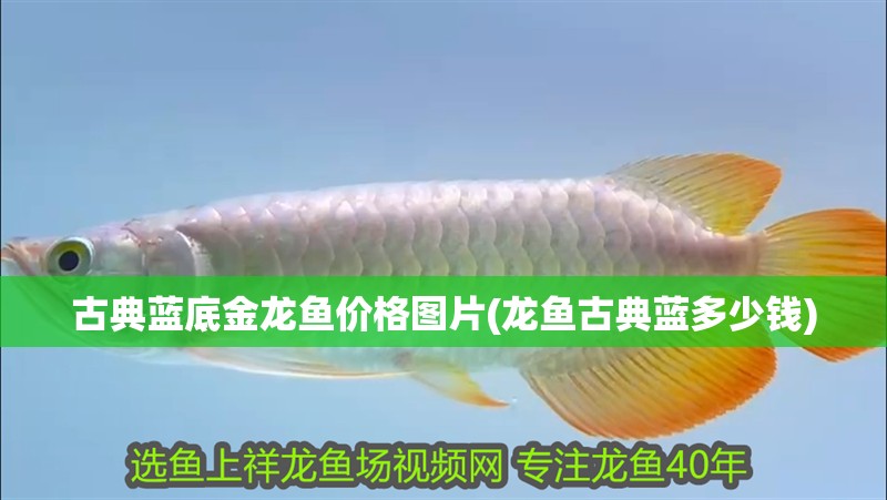 古典藍底金龍魚價格圖片(龍魚古典藍多少錢)