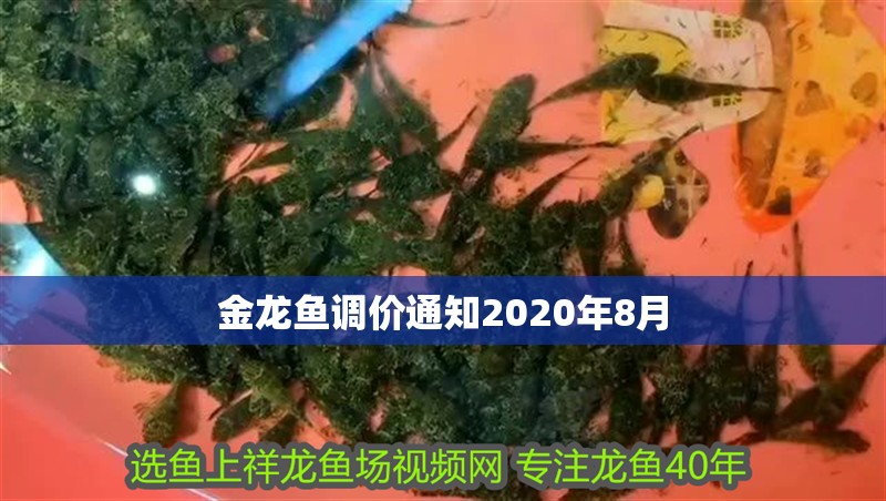 金龍魚調(diào)價(jià)通知2020年8月 金龍魚調(diào)價(jià)通知2020年8月 龍魚百科 第2張