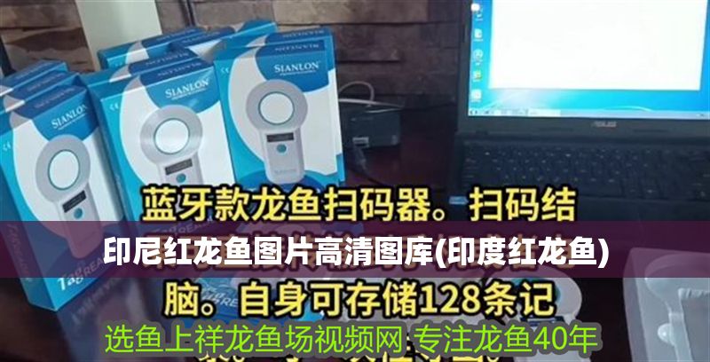 印尼紅龍魚圖片高清圖庫(印度紅龍魚)