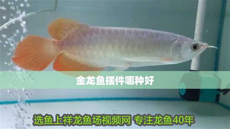 金龍魚擺件哪種好