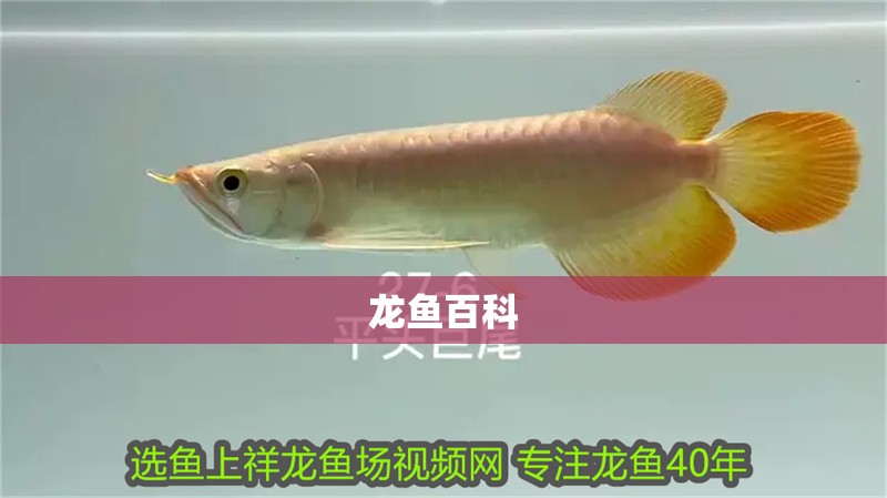 龍魚百科 龍魚百科 龍魚百科 第2張