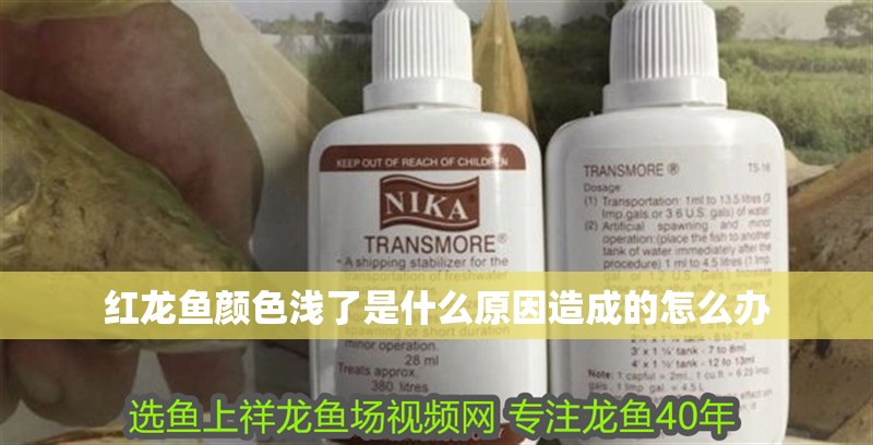 紅龍魚顏色淺了是什么原因造成的怎么辦