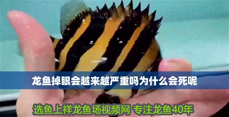 龍魚掉眼會(huì)越來越嚴(yán)重嗎為什么會(huì)死呢