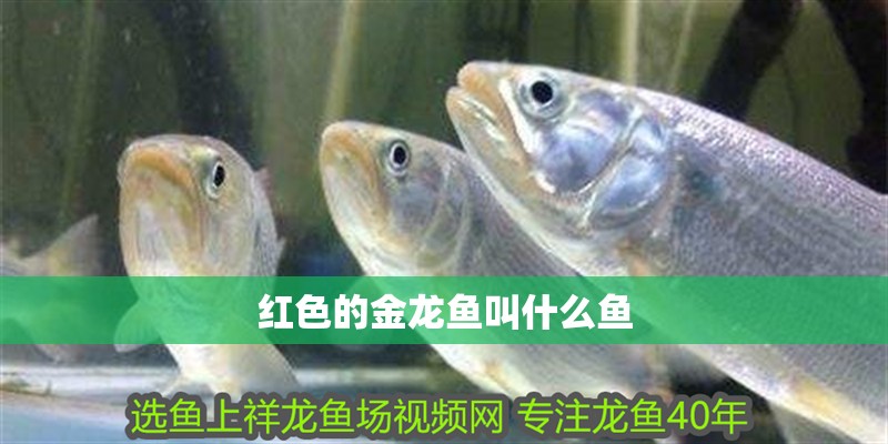 紅色的金龍魚(yú)叫什么魚(yú) 紅色的金龍魚(yú)叫什么魚(yú) 龍魚(yú)百科 第2張