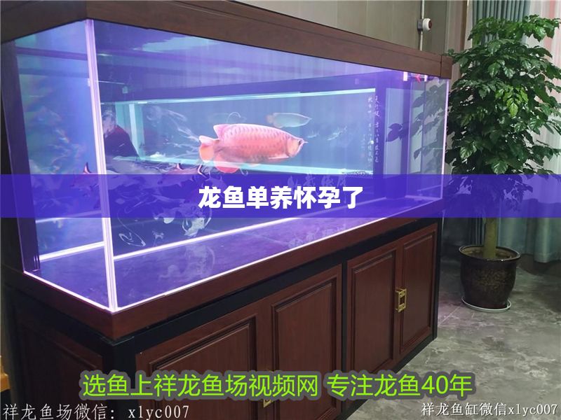 龍魚單養懷孕了