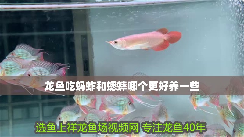 龍魚吃螞蚱和蟋蟀哪個更好養一些