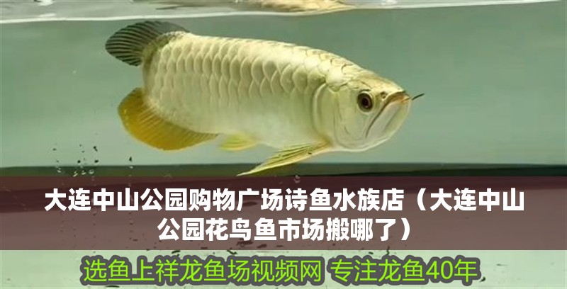 大連中山公園購(gòu)物廣場(chǎng)詩(shī)魚(yú)水族店（大連中山公園花鳥(niǎo)魚(yú)市場(chǎng)搬哪了） 大連中山公園購(gòu)物廣場(chǎng)詩(shī)魚(yú)水族店（大連中山公園花鳥(niǎo)魚(yú)市場(chǎng)搬哪了） 全國(guó)水族館企業(yè)名錄 第2張