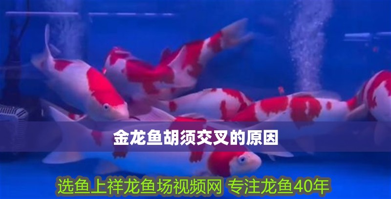 金龍魚胡須交叉的原因 龍魚百科 第2張 金龍魚胡須交叉的原因 金龍魚胡須交叉的原因 龍魚百科 第2張