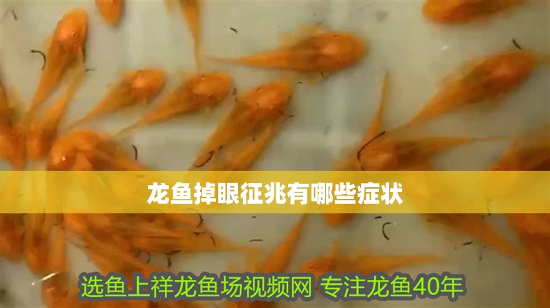 龍魚掉眼征兆有哪些癥狀
