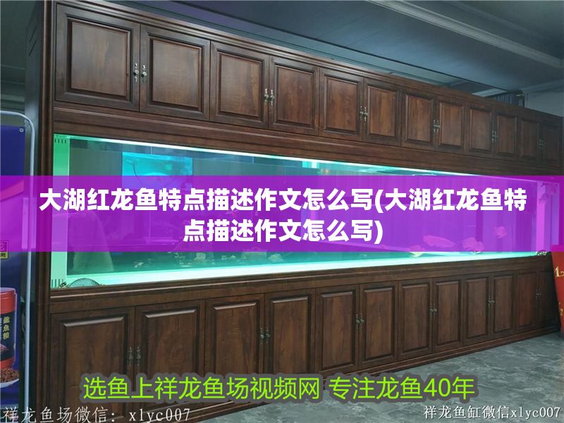 大湖紅龍魚特點描述作文怎么寫(大湖紅龍魚特點描述作文怎么寫)