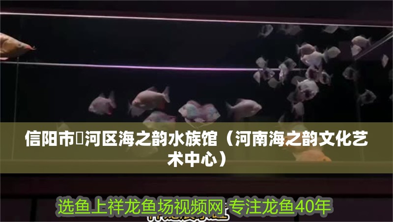 信陽市浉河區海之韻水族館（河南海之韻文化藝術中心）