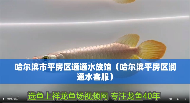 哈爾濱市平房區通通水族館（哈爾濱平房區潤通水客服）