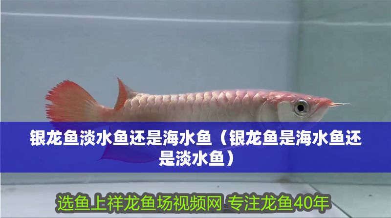 銀龍魚淡水魚還是海水魚（銀龍魚是海水魚還是淡水魚）