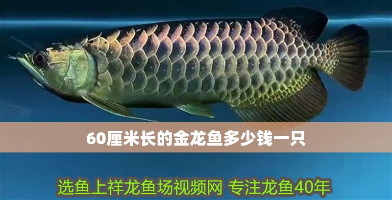 60厘米長(zhǎng)的金龍魚多少錢一只
