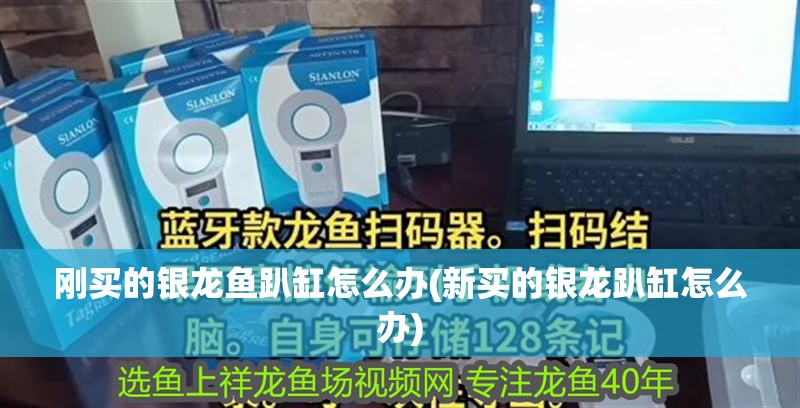 剛買的銀龍魚趴缸怎么辦(新買的銀龍趴缸怎么辦) 剛買的銀龍魚趴缸怎么辦(新買的銀龍趴缸怎么辦) 銀龍魚百科