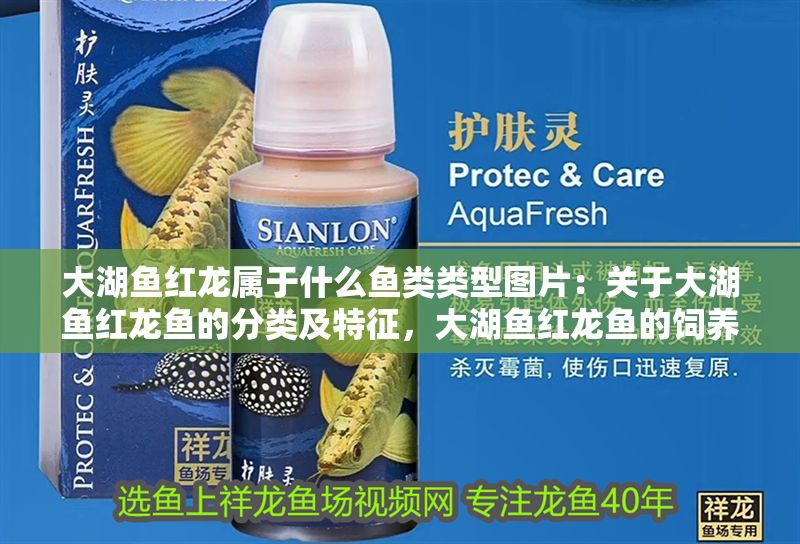 大湖魚紅龍屬于什么魚類類型圖片：關于大湖魚紅龍魚的分類及特征，大湖魚紅龍魚的飼養技巧