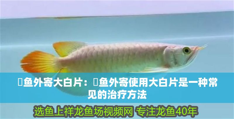 魟魚外寄大白片：魟魚外寄使用大白片是一種常見的治療方法 魟魚外寄大白片：魟魚外寄使用大白片是一種常見的治療方法 魟魚百科 第2張