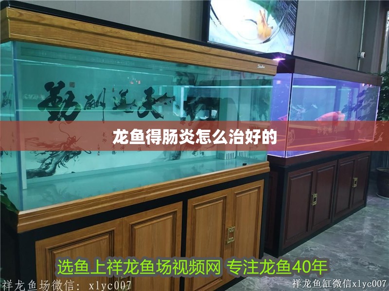 龍魚得腸炎怎么治好的