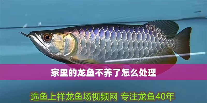 家里的龍魚不養了怎么處理 家里的龍魚不養了怎么處理 龍魚百科 第2張