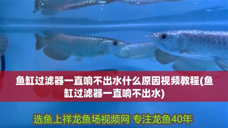 魚缸過(guò)濾器一直響不出水什么原因視頻教程(魚缸過(guò)濾器一直響不出水)