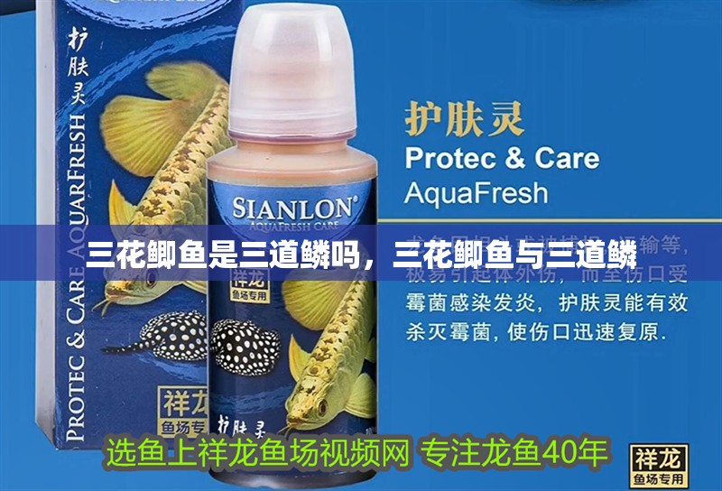 三花鯽魚是三道鱗嗎，三花鯽魚與三道鱗