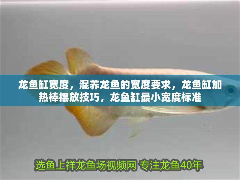 龍魚缸寬度，混養龍魚的寬度要求，龍魚缸加熱棒擺放技巧，龍魚缸最小寬度標準