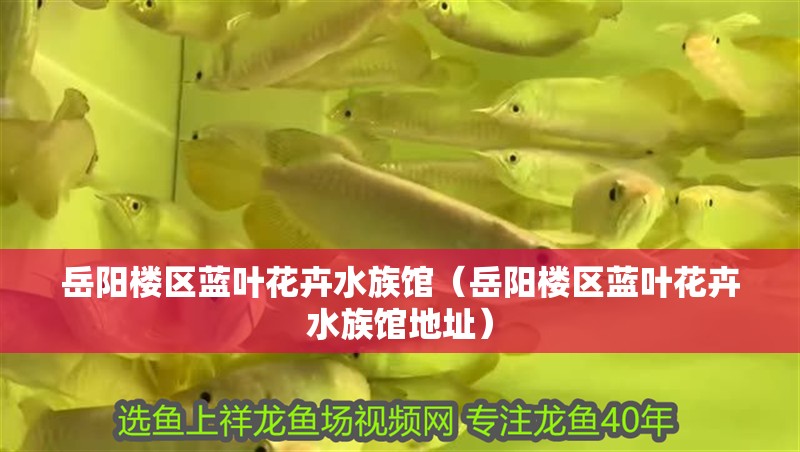 岳陽樓區(qū)藍(lán)葉花卉水族館（岳陽樓區(qū)藍(lán)葉花卉水族館地址）