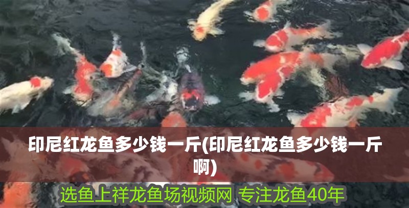 印尼紅龍魚多少錢一斤(印尼紅龍魚多少錢一斤啊)