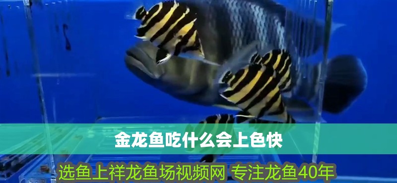金龍魚吃什么會上色快