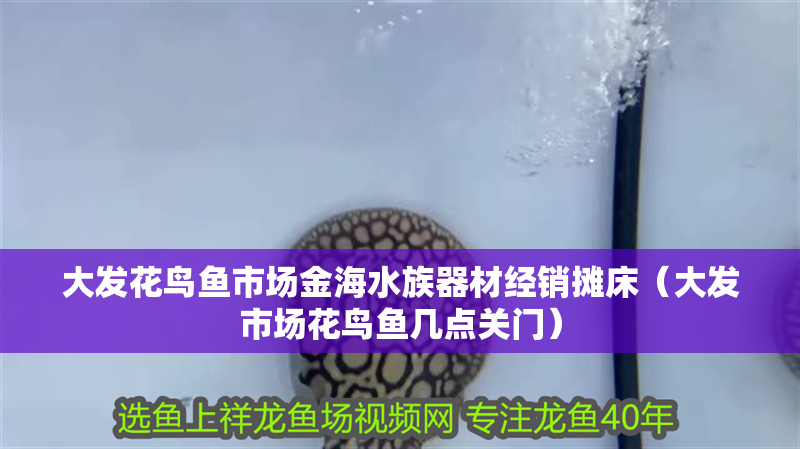 大發(fā)花鳥魚市場金海水族器材經(jīng)銷攤床（大發(fā)市場花鳥魚幾點(diǎn)關(guān)門）