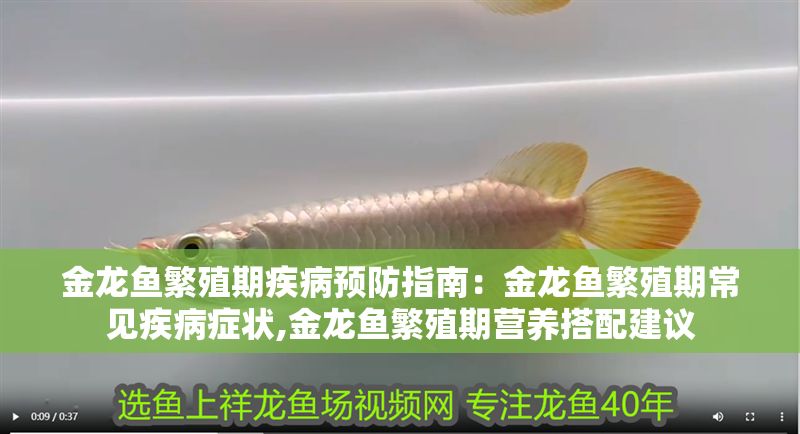 金龍魚繁殖期疾病預防指南：金龍魚繁殖期常見疾病癥狀,金龍魚繁殖期營養搭配建議 金龍魚繁殖期疾病預防指南：金龍魚繁殖期常見疾病癥狀,金龍魚繁殖期營養搭配建議 金龍魚百科 第2張