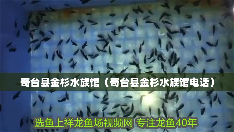 奇臺(tái)縣金杉水族館（奇臺(tái)縣金杉水族館電話）