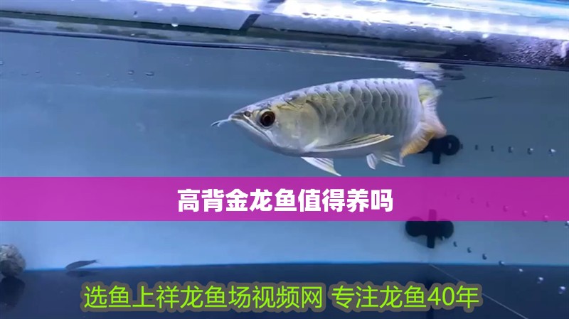 高背金龍魚值得養嗎
