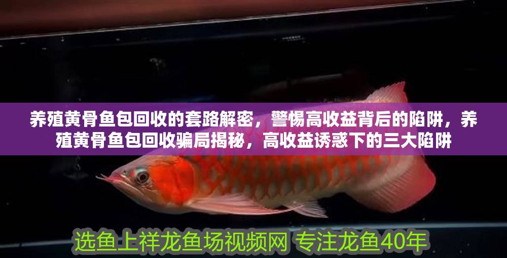 養(yǎng)殖黃骨魚包回收的套路解密，警惕高收益背后的陷阱，養(yǎng)殖黃骨魚包回收騙局揭秘，高收益誘惑下的三大陷阱 養(yǎng)殖黃骨魚包回收的套路解密，警惕高收益背后的陷阱，養(yǎng)殖黃骨魚包回收騙局揭秘，高收益誘惑下的三大陷阱 龍魚百科 第1張