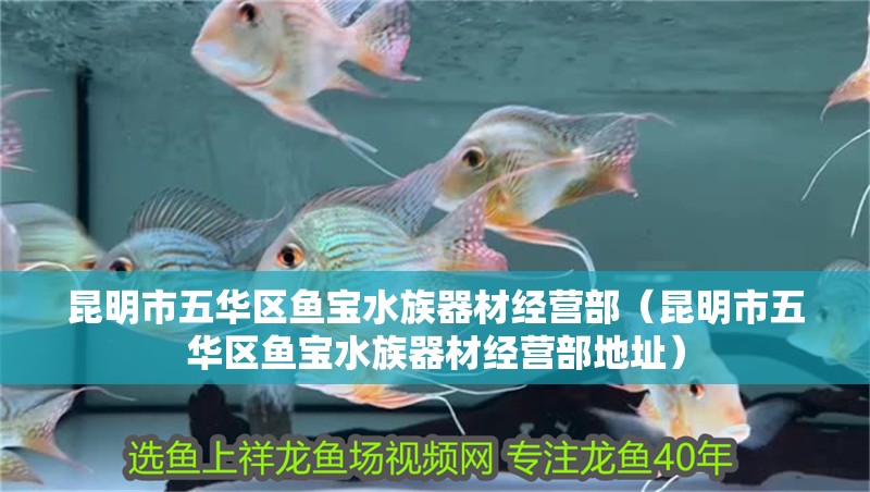 昆明市五華區(qū)魚寶水族器材經營部（昆明市五華區(qū)魚寶水族器材經營部地址） 昆明市五華區(qū)魚寶水族器材經營部（昆明市五華區(qū)魚寶水族器材經營部地址） 全國水族館企業(yè)名錄 第2張