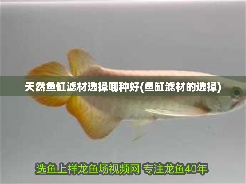 天然魚缸濾材選擇哪種好(魚缸濾材的選擇)