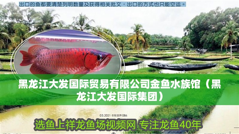 黑龍江大發國際貿易有限公司金魚水族館（黑龍江大發國際集團） 黑龍江大發國際貿易有限公司金魚水族館（黑龍江大發國際集團） 全國水族館企業名錄 第2張