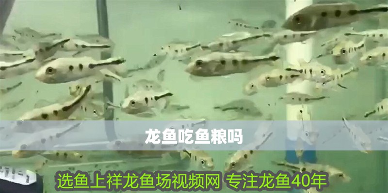 龍魚吃魚糧嗎 龍魚吃魚糧嗎 龍魚百科 第2張