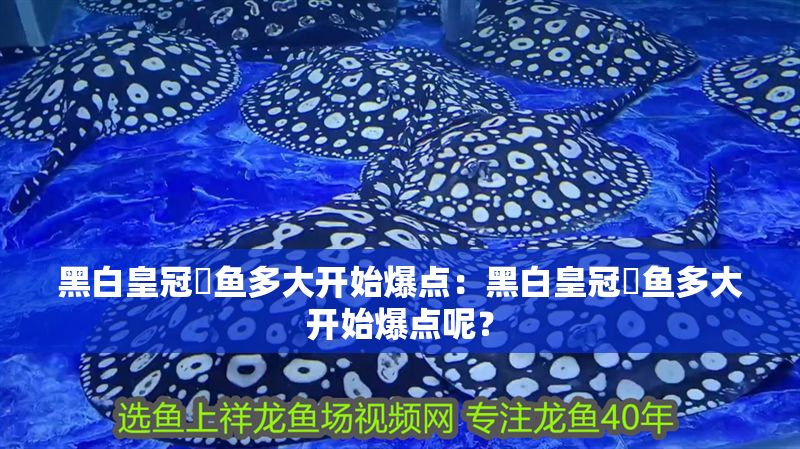 黑白皇冠魟魚多大開始爆點:黑白皇冠魟魚多大開始爆點呢? 魟魚百科 第2張 黑白皇冠魟魚多大開始爆點:黑白皇冠魟魚多大開始爆點呢? 黑白皇冠魟魚多大開始爆點:黑白皇冠魟魚多大開始爆點呢? 魟魚百科 第2張