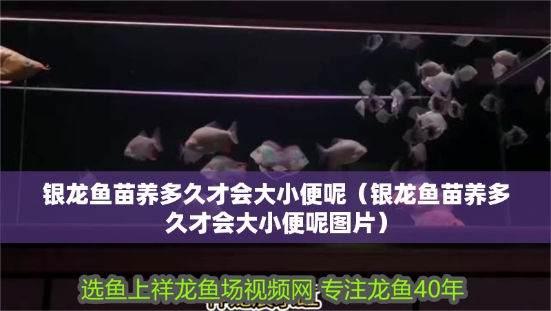 銀龍魚苗養(yǎng)多久才會大小便呢（銀龍魚苗養(yǎng)多久才會大小便呢圖片）