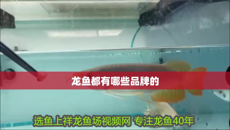 龍魚都有哪些品牌的 龍魚都有哪些品牌的 龍魚百科 第2張