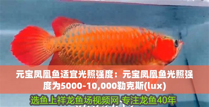 元寶鳳凰魚適宜光照強度：元寶鳳凰魚光照強度為5000-10,000勒克斯(lux) 元寶鳳凰魚適宜光照強度：元寶鳳凰魚光照強度為5000-10,000勒克斯(lux) 元寶鳳凰魚百科 第1張