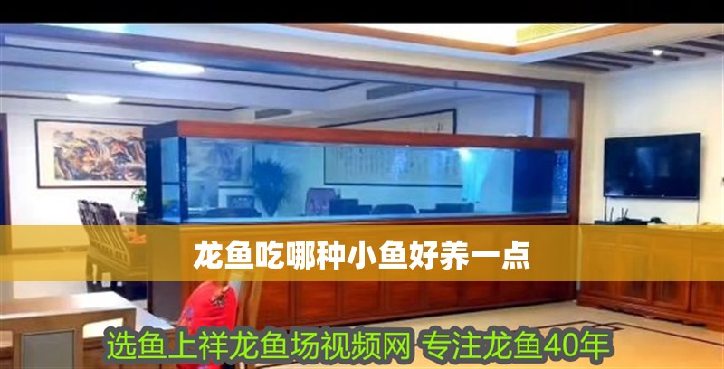 龍魚吃哪種小魚好養一點