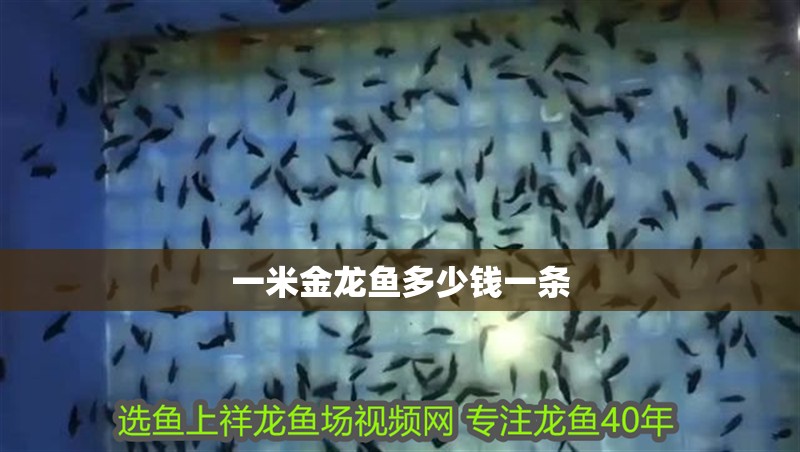一米金龍魚多少錢一條