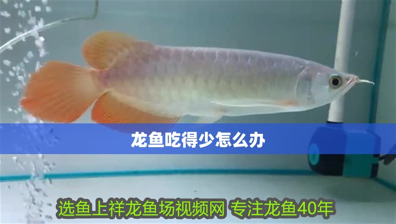 龍魚吃得少怎么辦