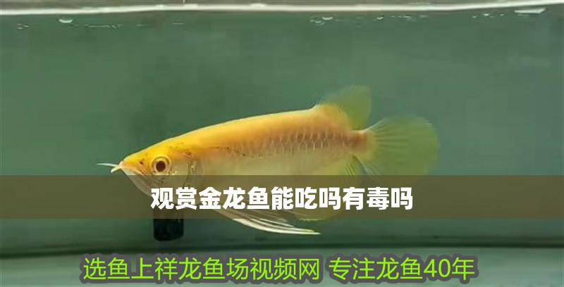觀賞金龍魚能吃嗎有毒嗎