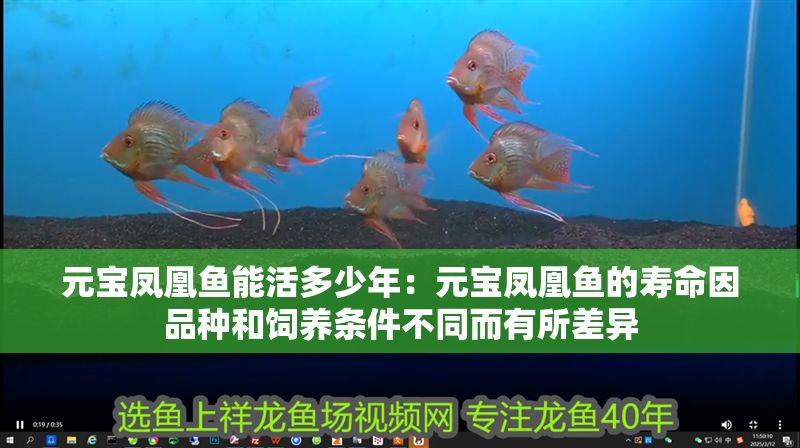 元寶鳳凰魚能活多少年：元寶鳳凰魚的壽命因品種和飼養條件不同而有所差異